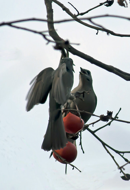 Brown-eared Bulbul