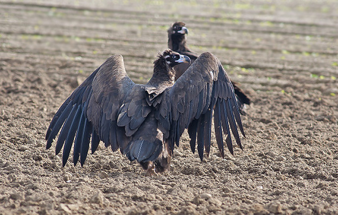 Cinereous Vulture