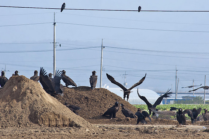 Cinereous Vulture
