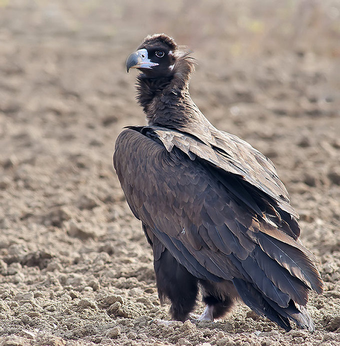 Cinereous Vulture