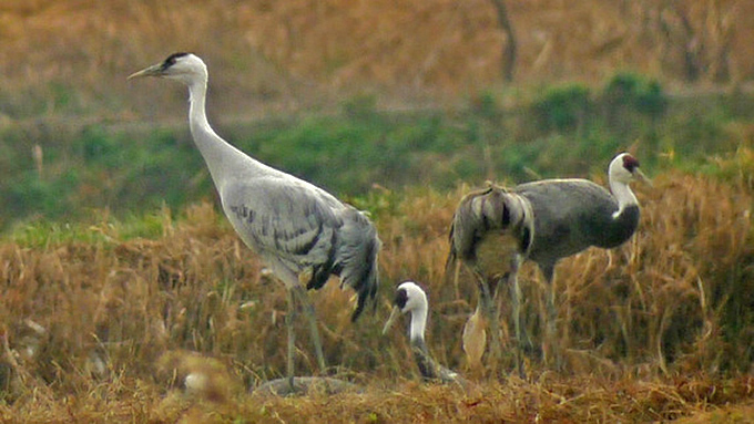 Common x Hooded Crane