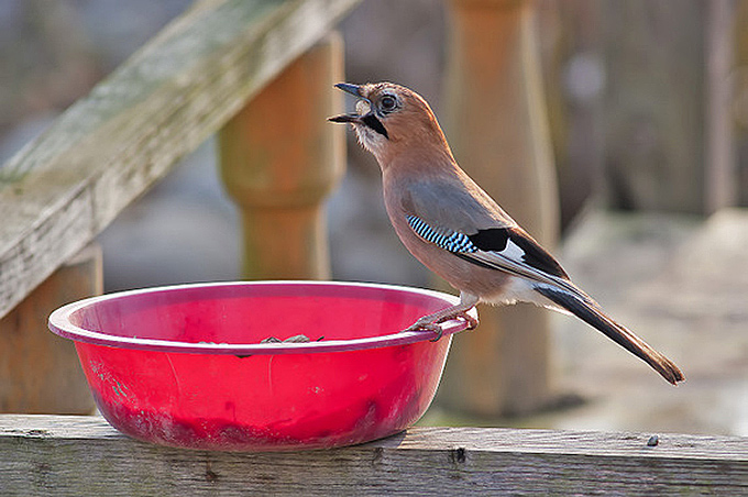 Eurasian Jay
