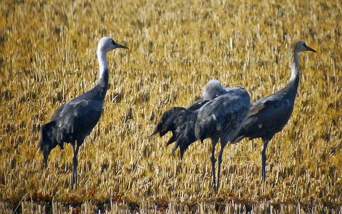 Hooded Cranes