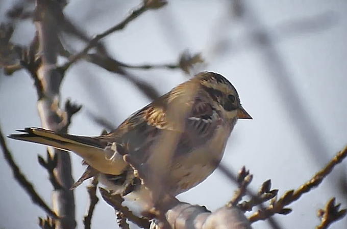 Rustic Bunting