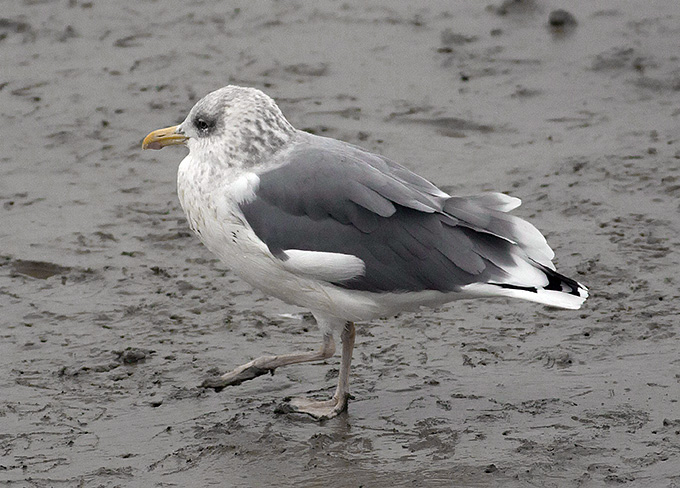 Heuglin's Gull