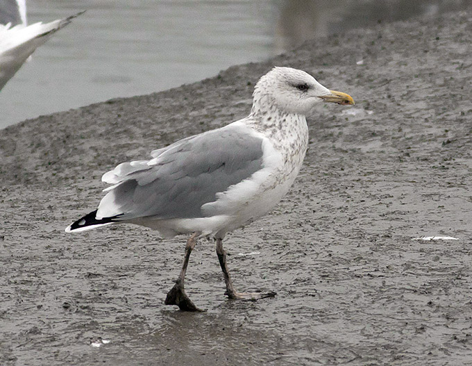 Birula Gull?