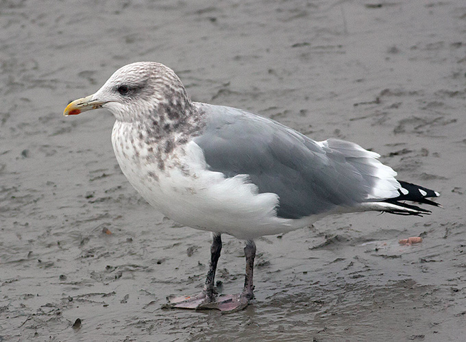 Vega Gull