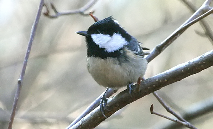 Coal Tit