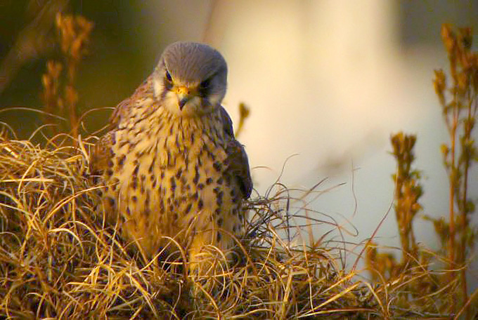 Common Kestrel