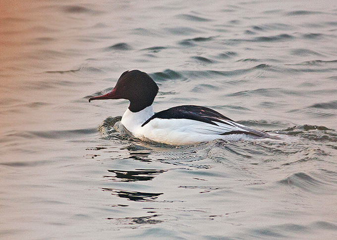 Common Merganser