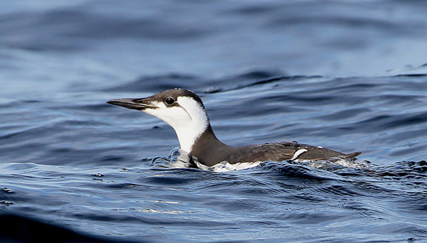 Common Murre
