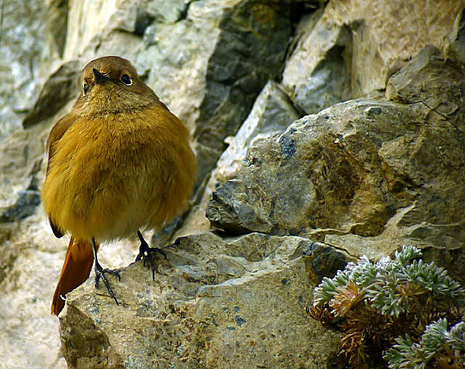 Daurian Redstart