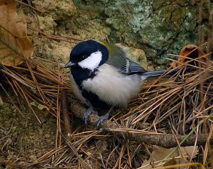 Eastern Great Tit