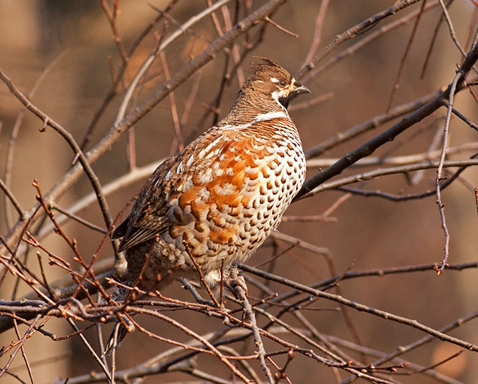 Hazel Grouse