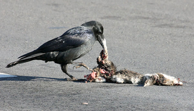 Large-billed Crow