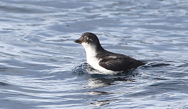 Least Auklet
