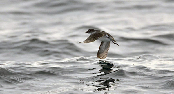 Least Auklet