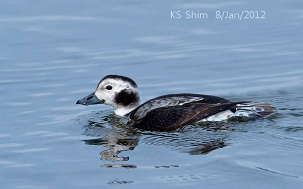 Long-tailed Duck