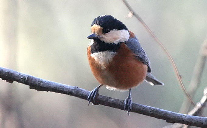 Varied Tit