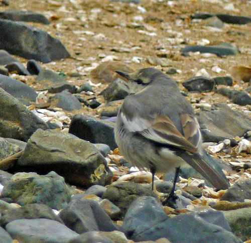 White Wagtail