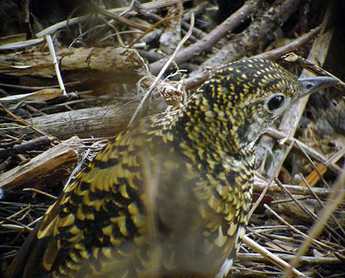 White’s Thrush