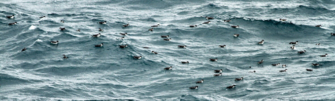 Ancient Murrelets