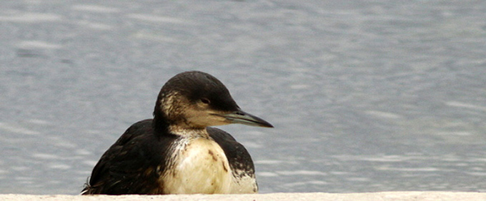 Arctic Loon