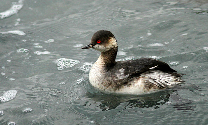 Black-necked Grebe