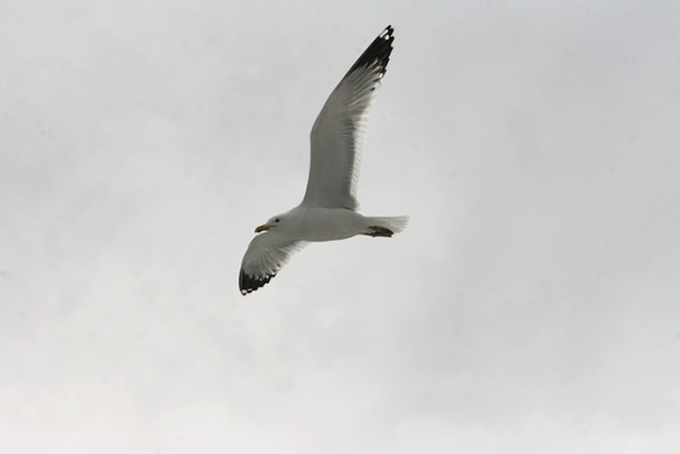 Probable Caspian Gull