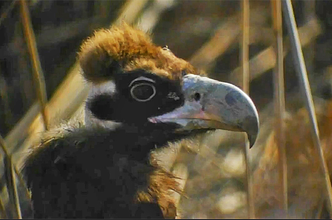 Cinereous Vulture