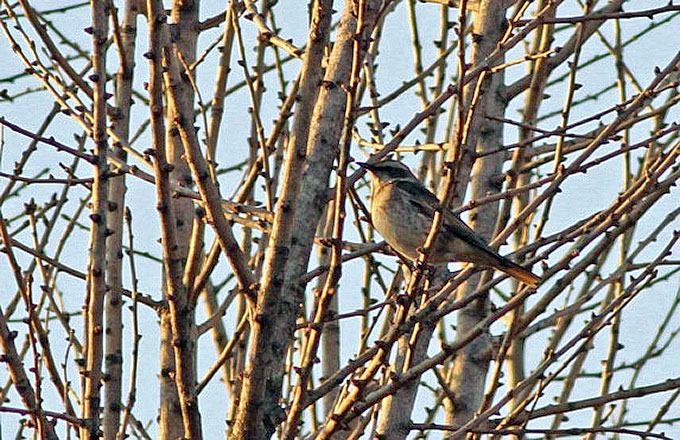 Dusky Thrush