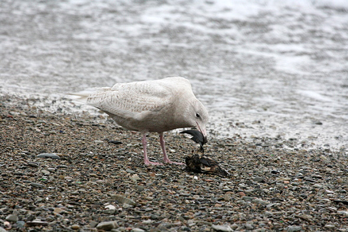 Glaucous Gull