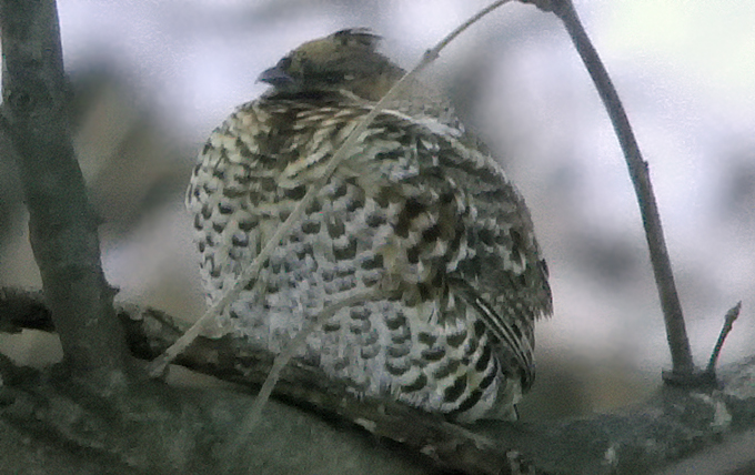 Hazel Grouse