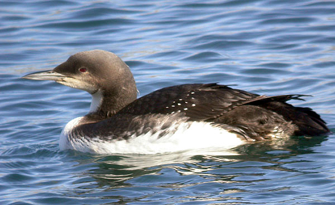 Pacific Loon