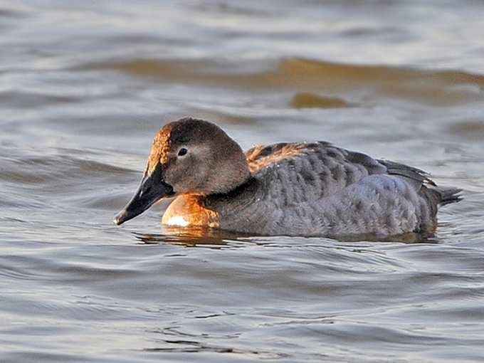 Canvasback, hybrid or odd Common Pochard?