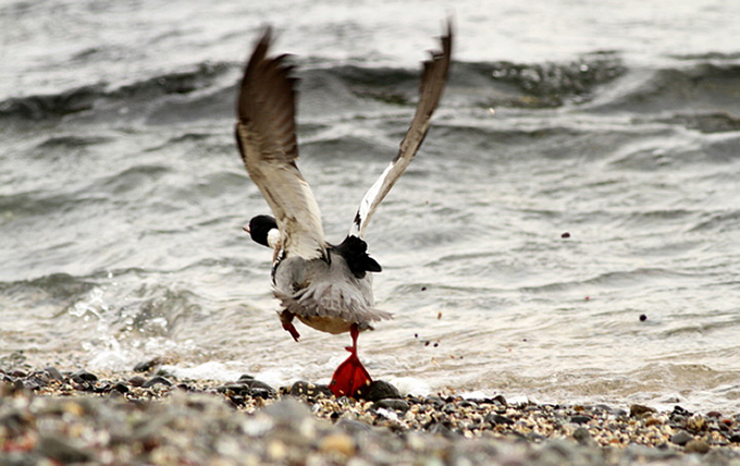 Red-breasted Merganser