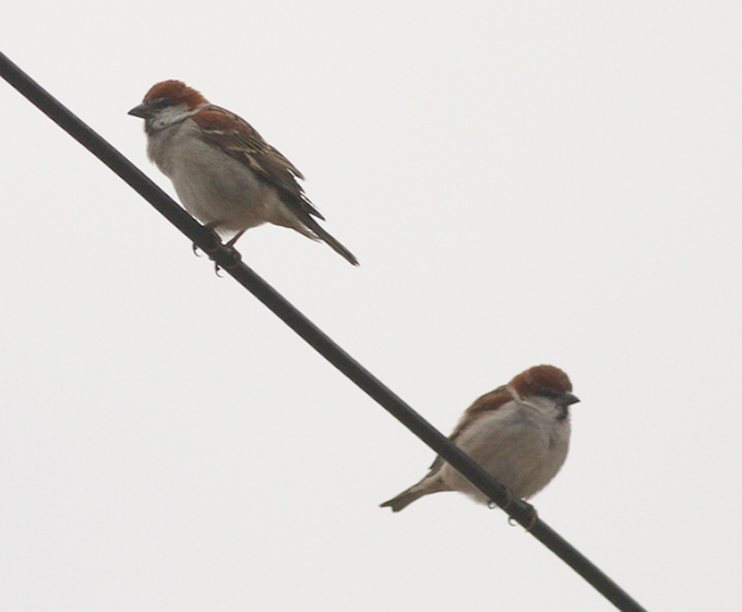 Russet Sparrow