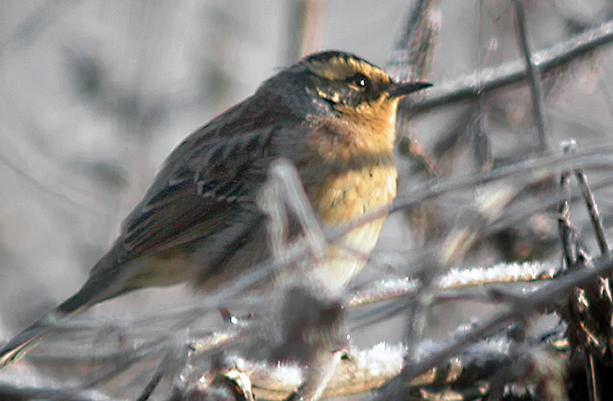 Siberian Accentor