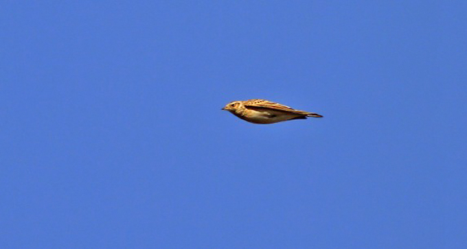 Skylark – Japanese or Northern?