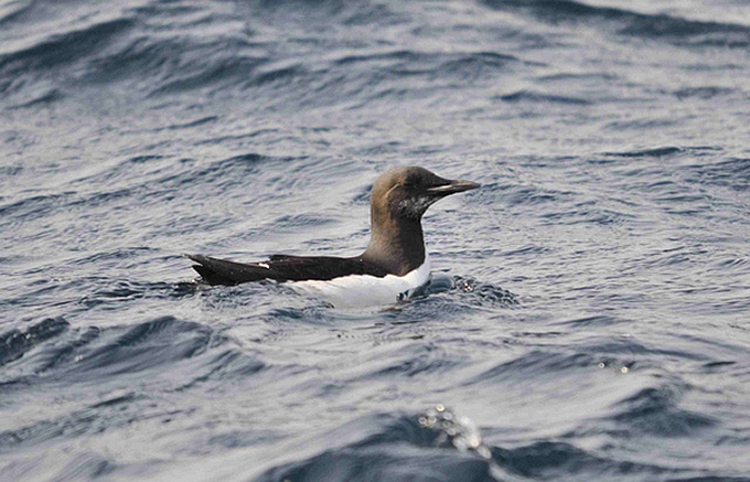 Thick-billed Murre