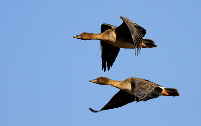 Tundra Bean Goose