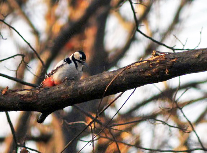 White-backed Woodpecker