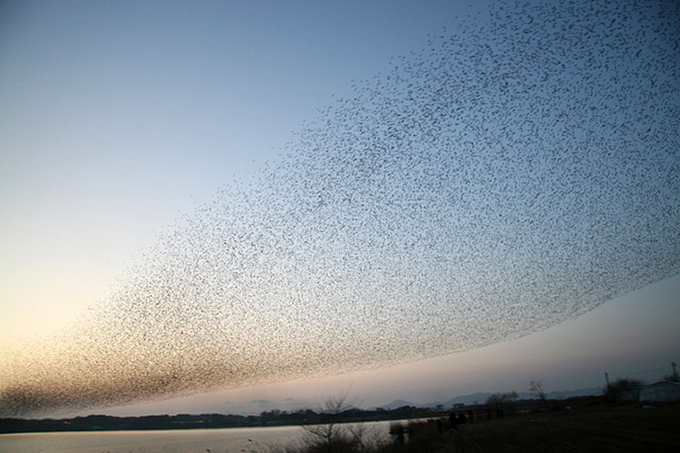 Baikal Teal