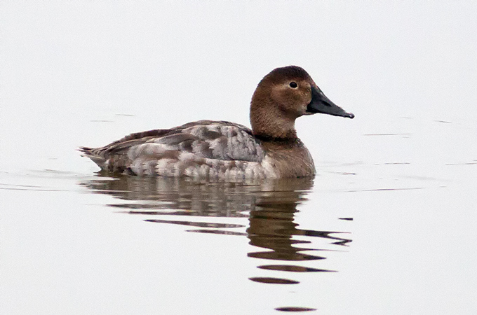 Presumed Canvasback