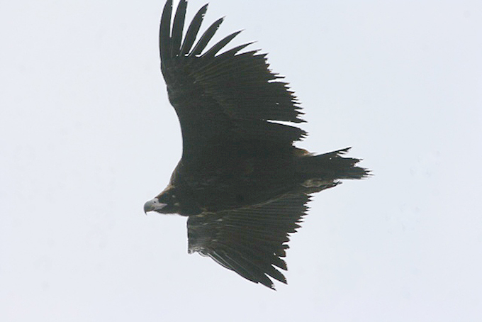 Cinereous Vulture