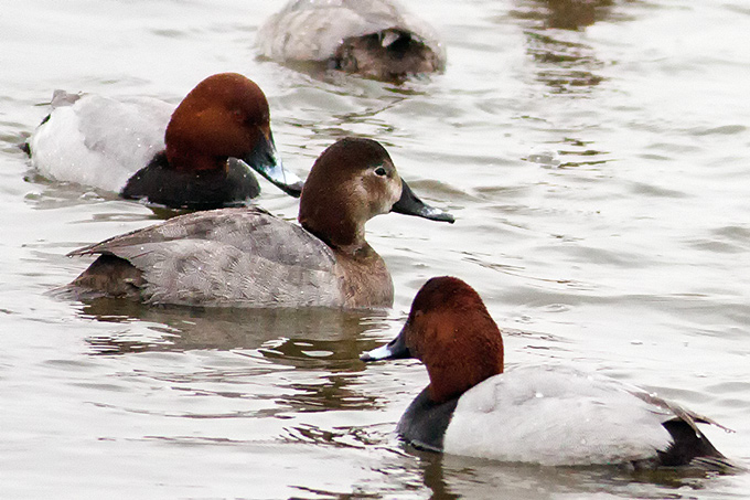 Common Pochard