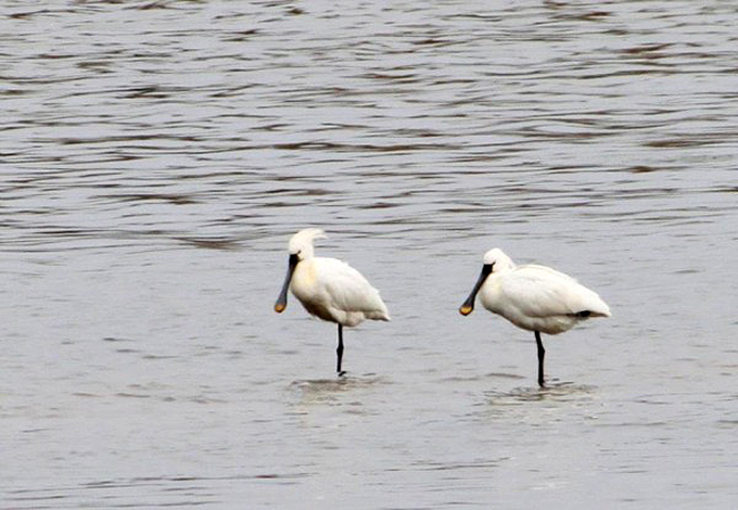 Eurasian Spoonbills