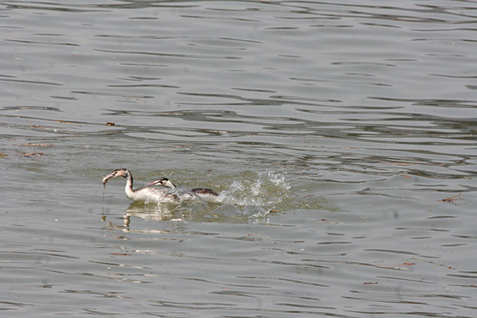Great Crested Grebes