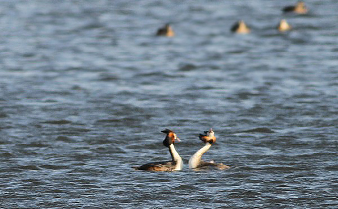 Great Crested Grebes