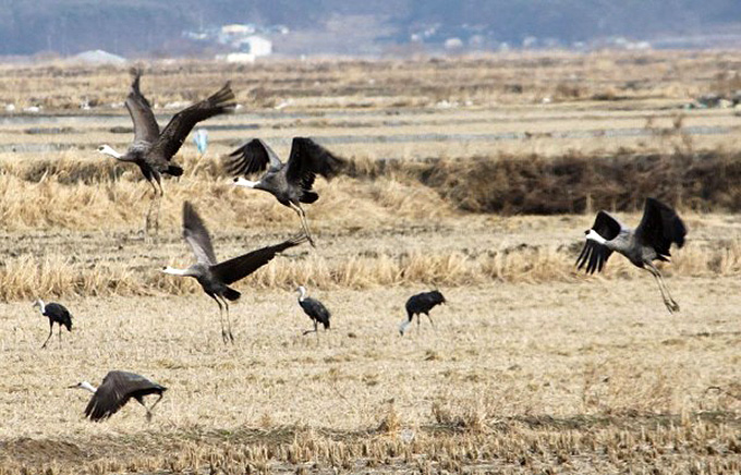 Hooded Cranes